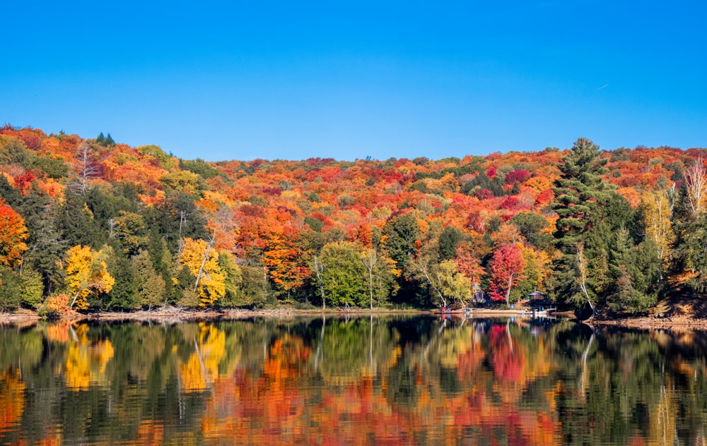 a body of water surrounded by lots of trees