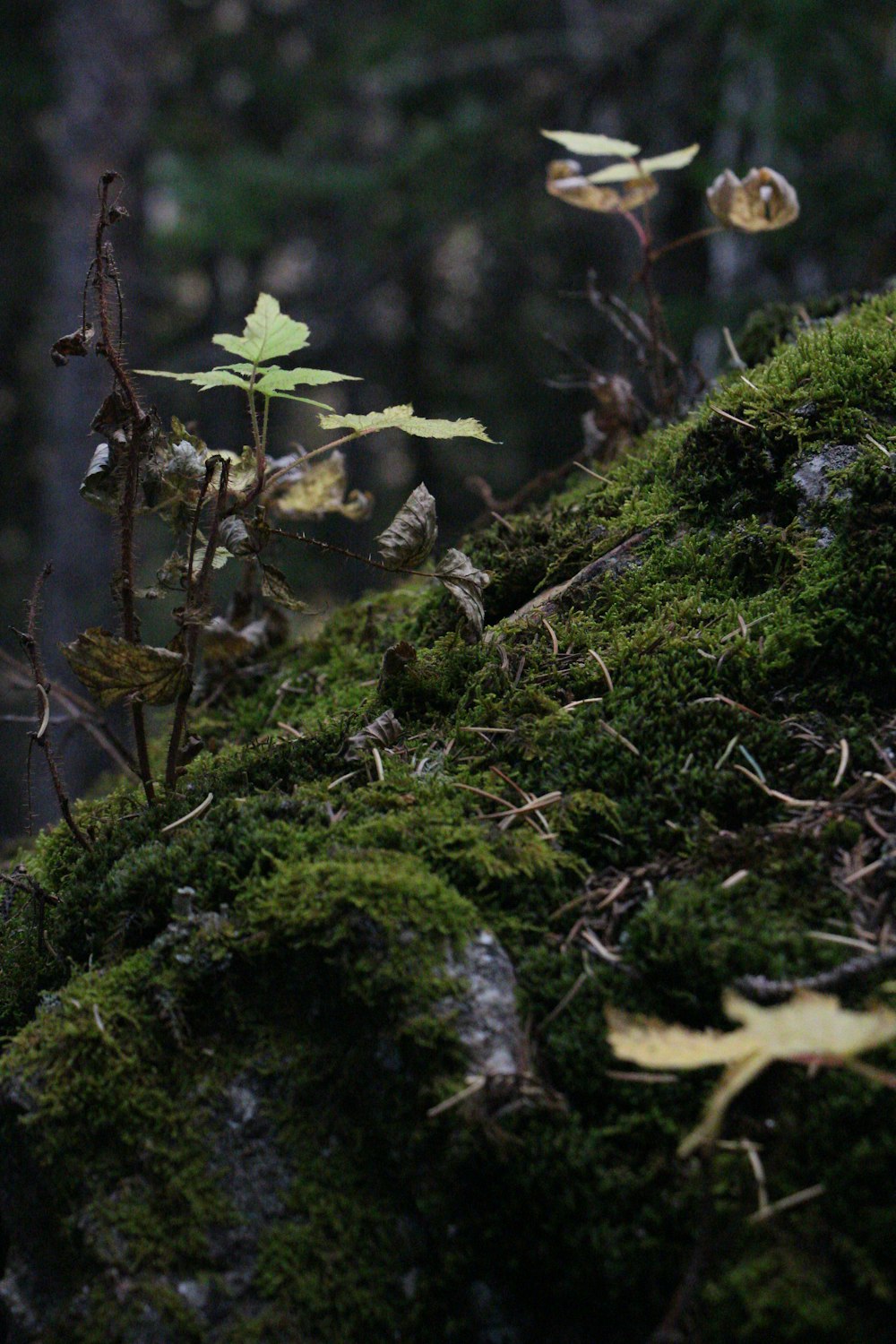 a moss covered rock with a plant growing out of it