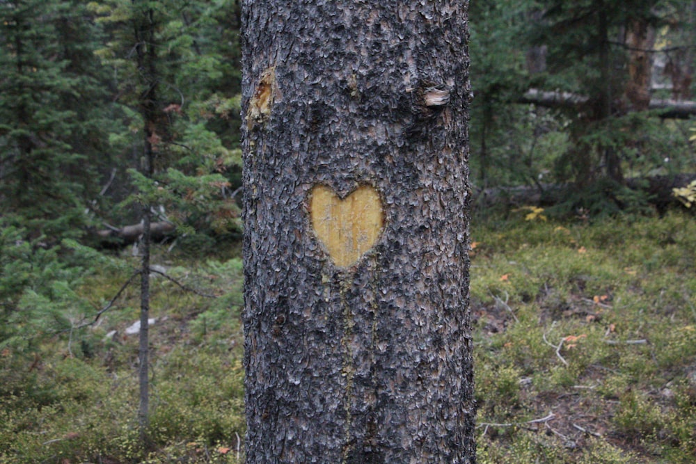a tree with a heart cut out of it