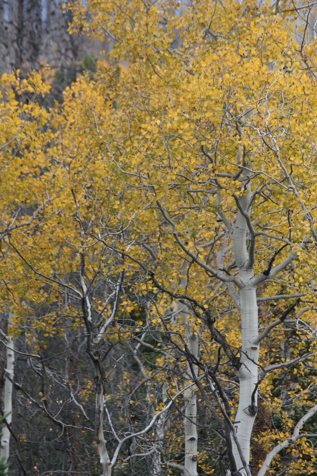 forest filled with lots of trees covered in yellow leaves