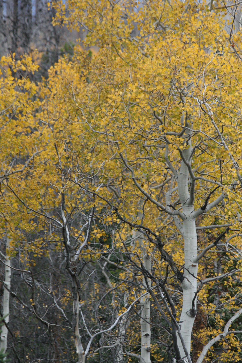 a forest filled with lots of trees covered in yellow leaves