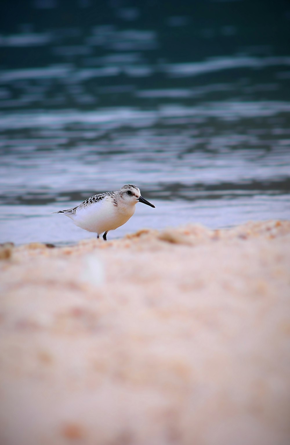 a small bird standing on a sandy beach