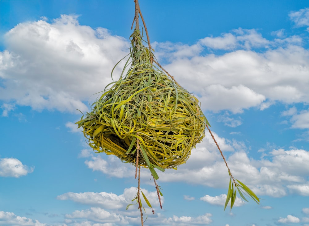 a bunch of grass hanging from a rope