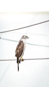 Soaring Hawk Flight