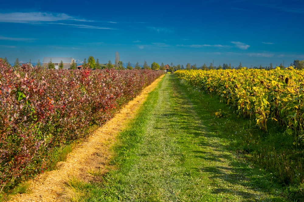 a field of sunflowers and a dirt road