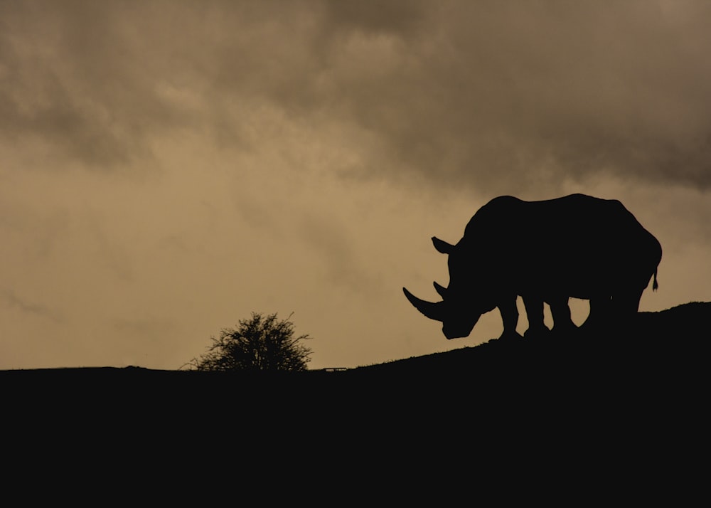a rhino standing on top of a hill under a cloudy sky