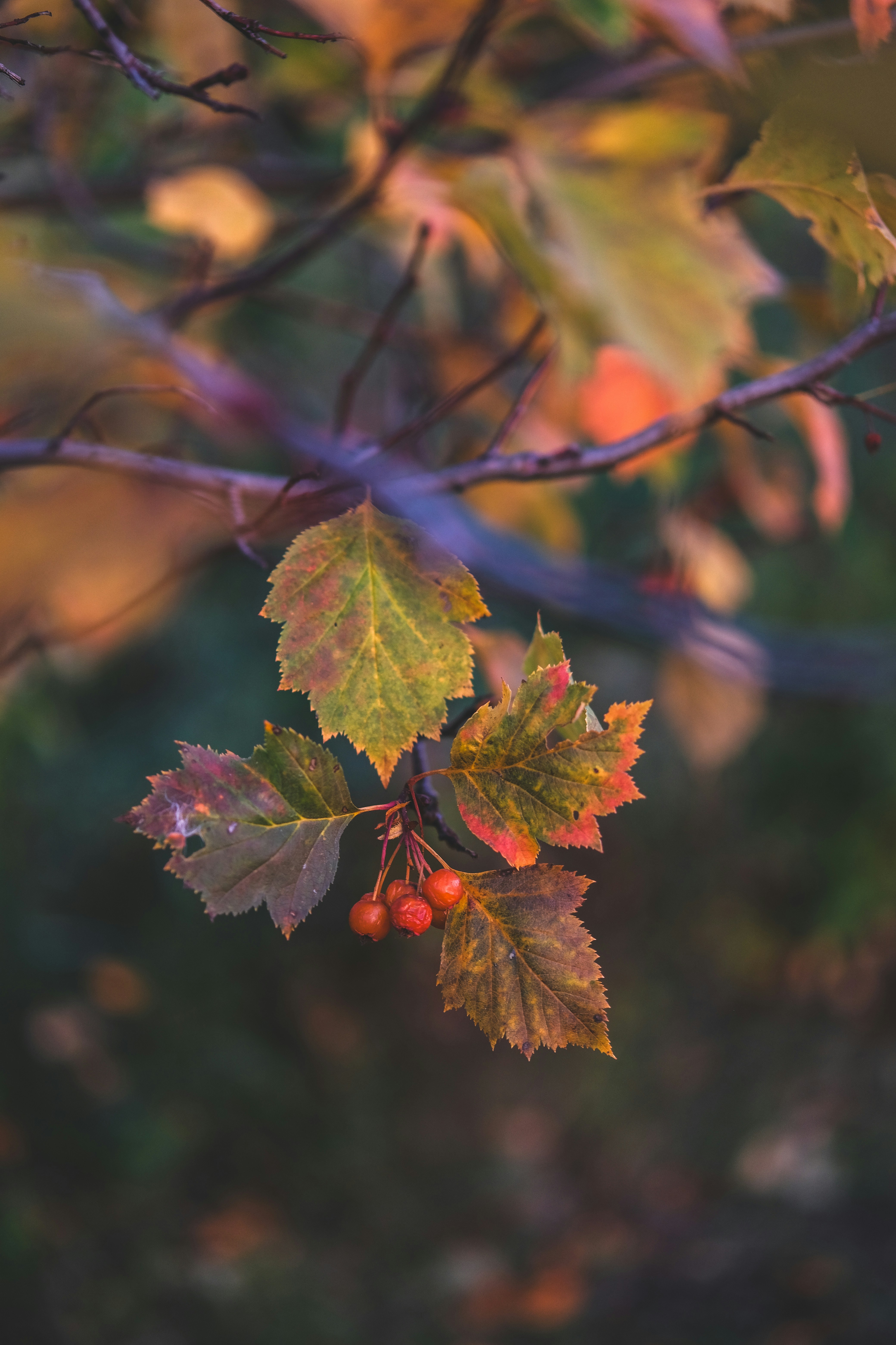 ein Zweig mit Blättern und Beeren, die daran hängen