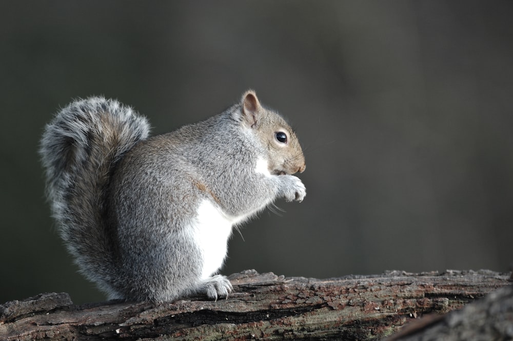 Un écureuil est assis sur une branche d’arbre