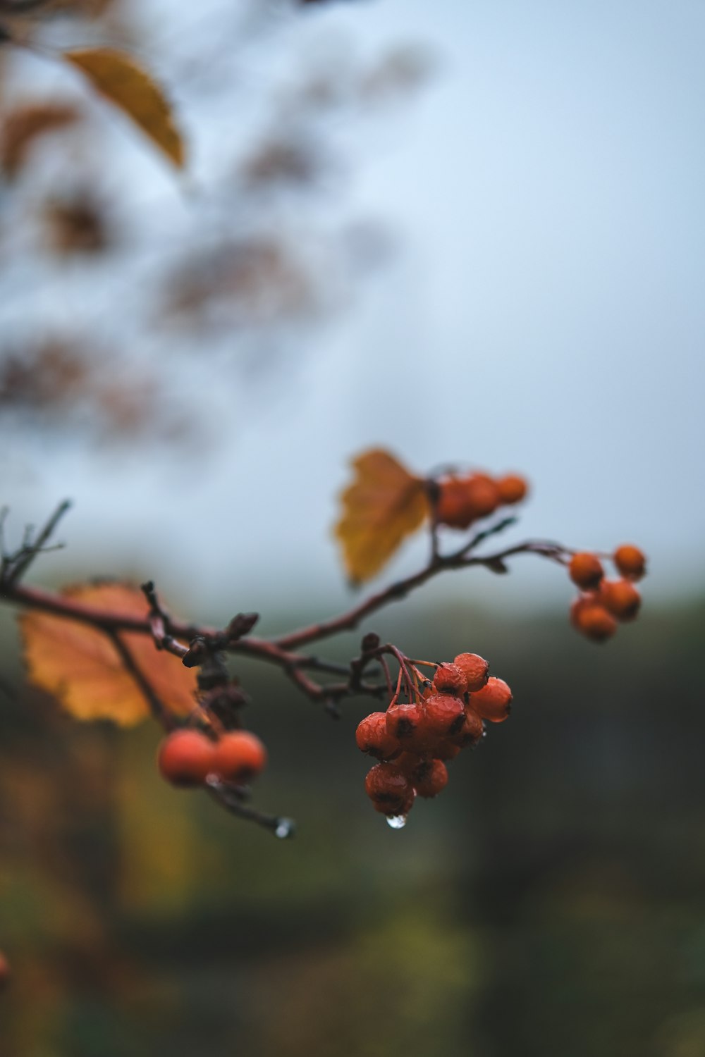 a branch with red berries hanging from it