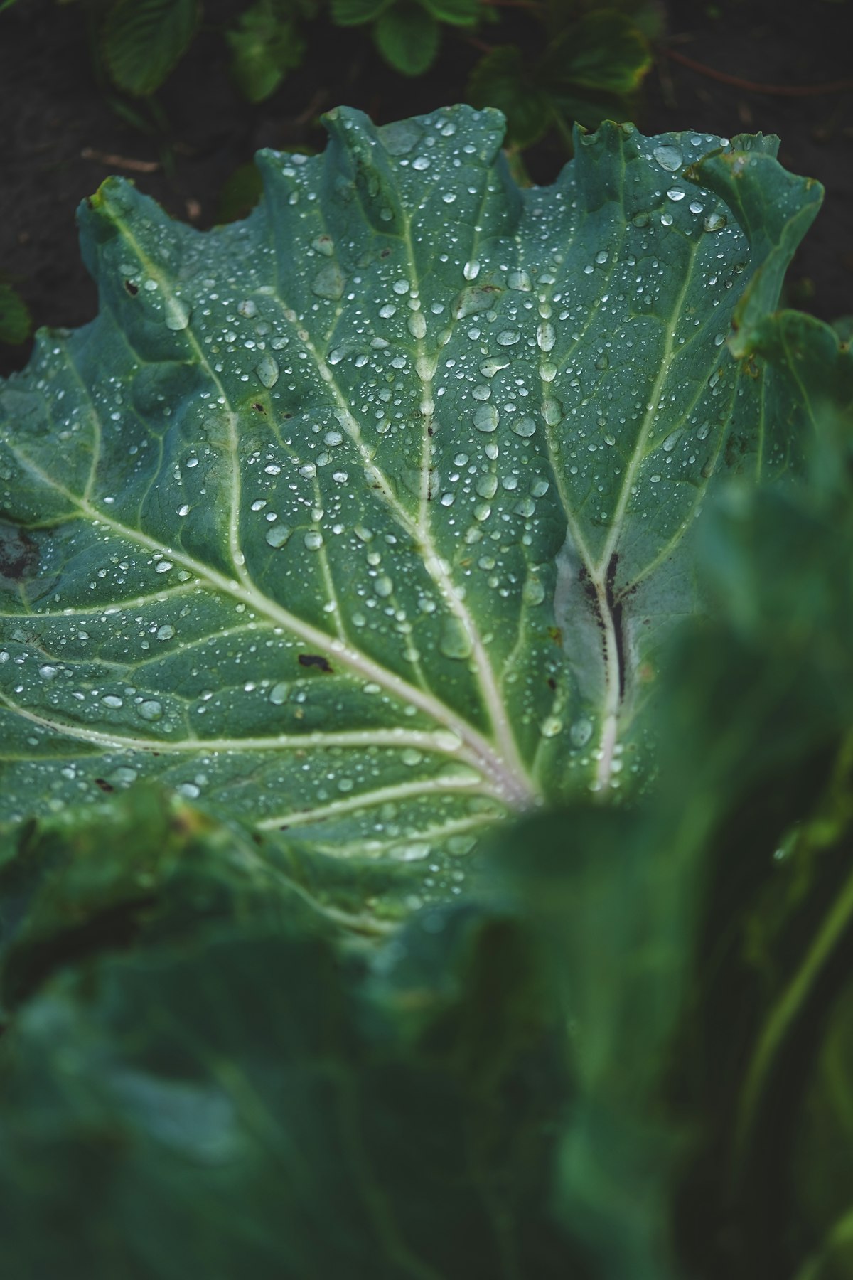 Rainwater Harvesting Basics: Capture, Store, and Reuse Roof Runoff