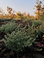 Close-up of green leaves growing in a sustainable farm field.