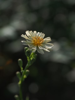 a single white flower with a yellow center