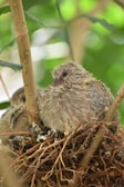 A fluffy young bird nestled in a nest made of intertwined twigs and branches. The nest is situated among green foliage, creating a natural and nurturing environment.