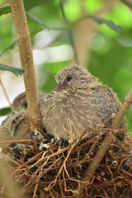A fluffy young bird nestled in a nest made of intertwined twigs and branches. The nest is situated among green foliage, creating a natural and nurturing environment.