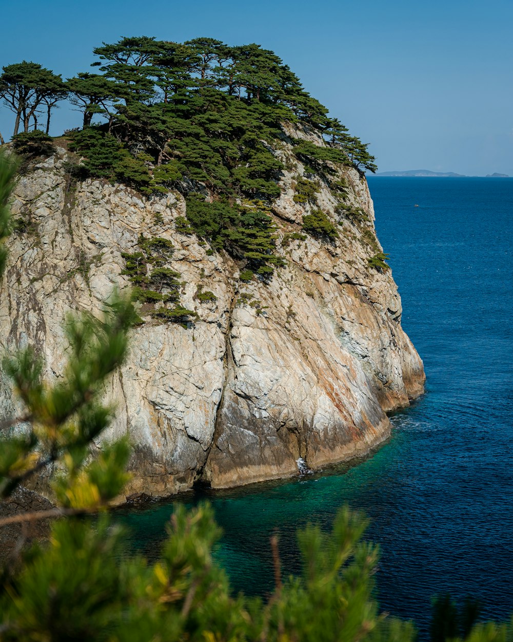 a tree is growing on the top of a rock