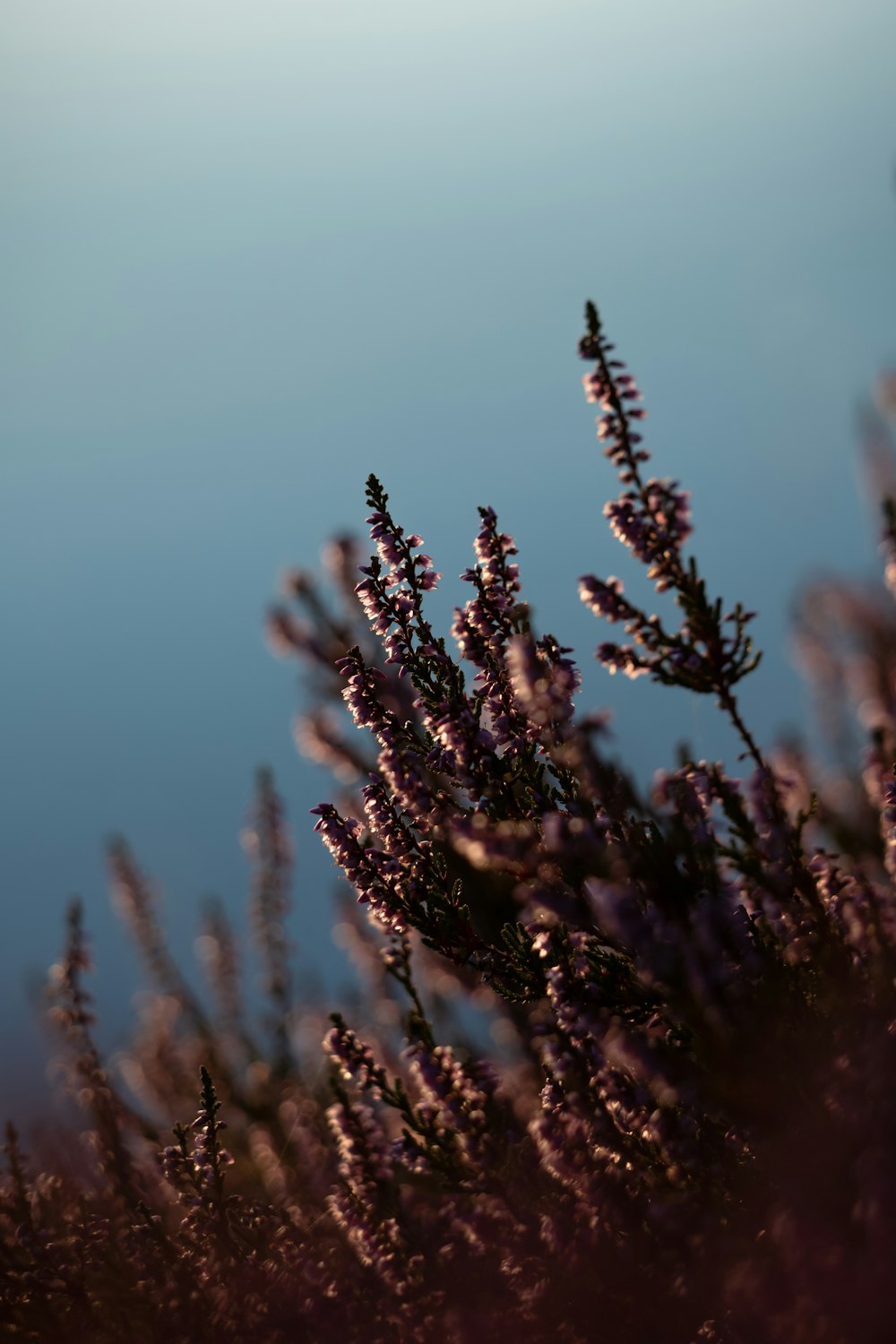 a close up of a purple plant with a blue sky in the background