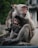 A mother monkey is holding her baby tightly, exuding a protective and nurturing aura. The baby appears curious, looking directly at the camera, while the mother gazes into the distance. The setting is outdoors, with a blurred natural background that provides a sense of depth.