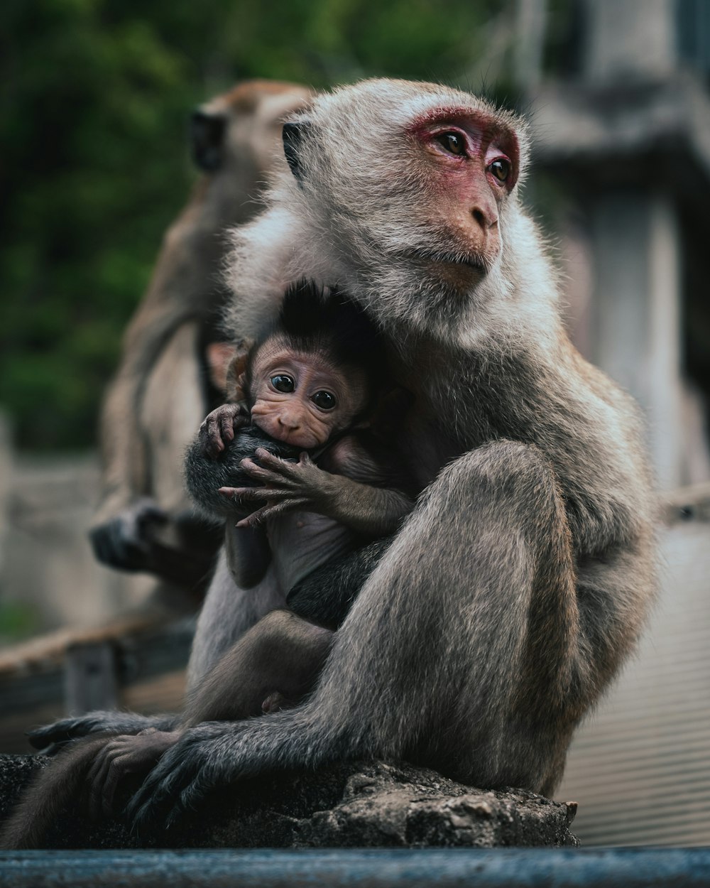 um macaco segurando um bebê em seus braços