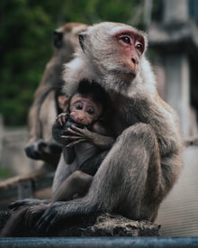 A mother monkey is holding her baby tightly, exuding a protective and nurturing aura. The baby appears curious, looking directly at the camera, while the mother gazes into the distance. The setting is outdoors, with a blurred natural background that provides a sense of depth.