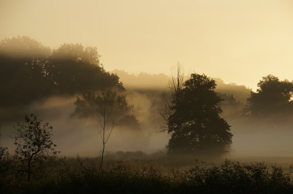 a foggy field with trees in the distance