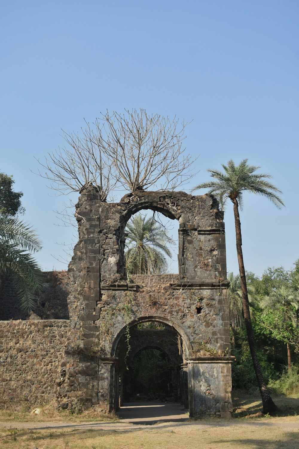 an old building with a tree growing out of it