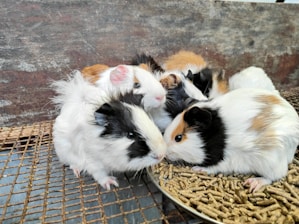 A group of guinea pigs with a mix of white, black, and brown fur huddle together on a round plate filled with pellets. The setting appears to be a wire cage with a rustic wooden background.
