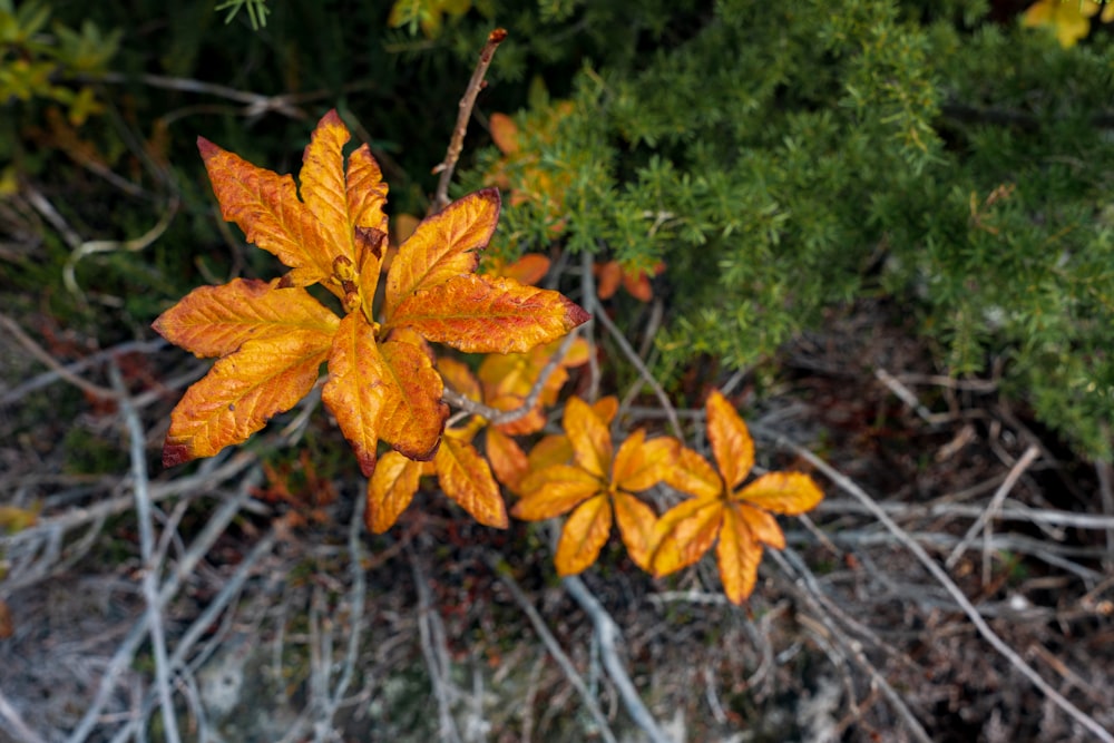 a close up of a plant with orange leaves