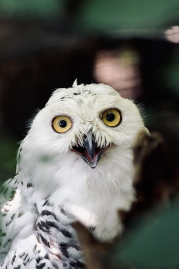 A close-up view of a snowy owl with piercing yellow eyes and a partially open beak. Its white feathers are speckled with black markings. The background is blurred, featuring shades of green and brown, suggesting a natural habitat.