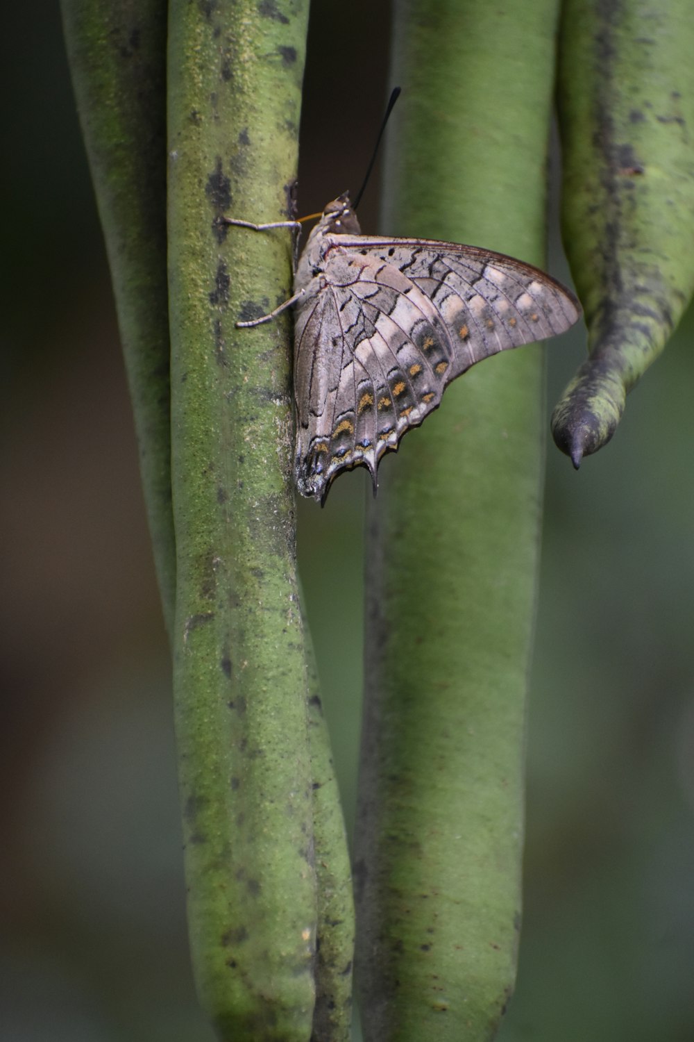 a moth is sitting on a tree branch