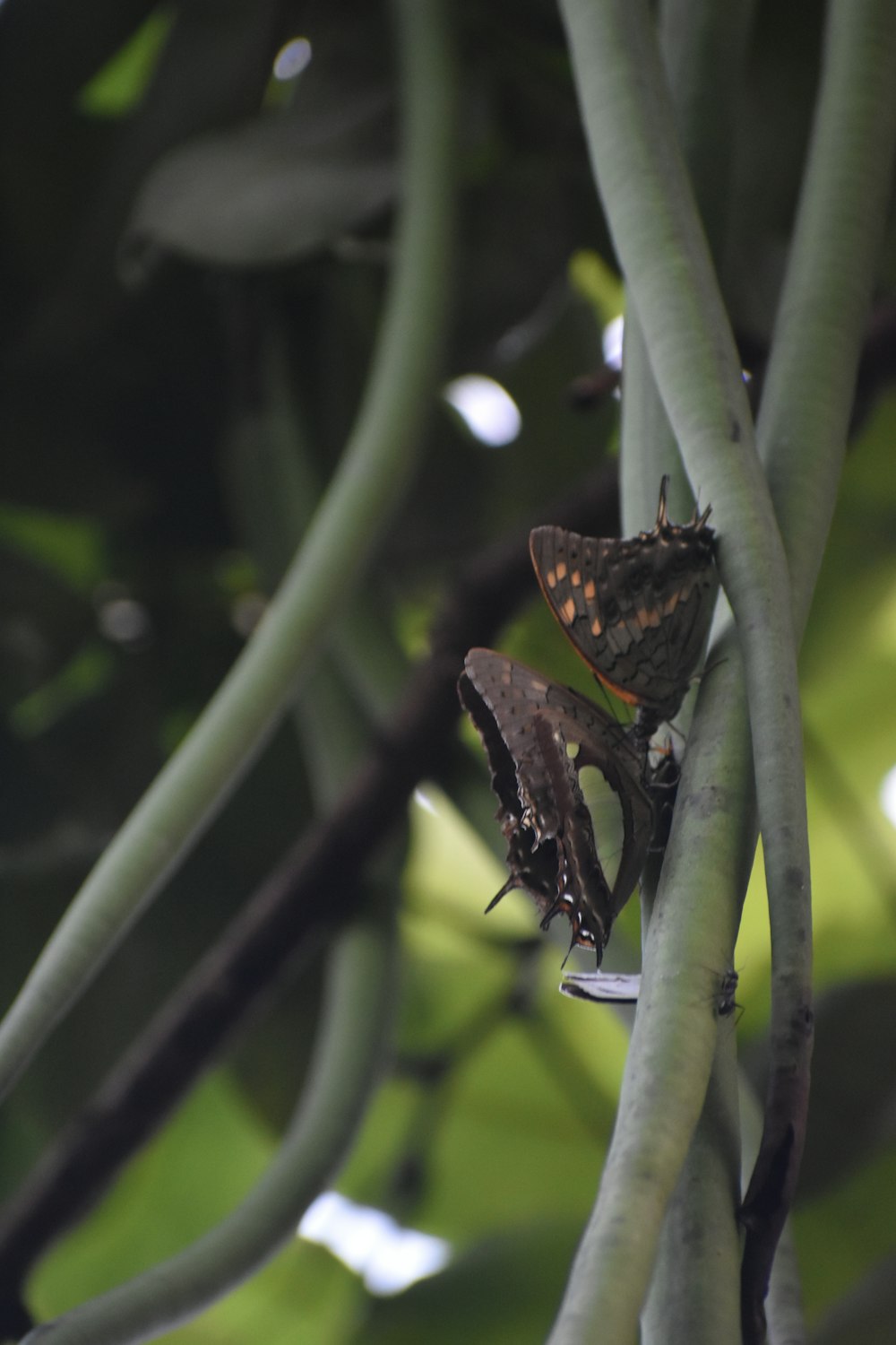 a couple of butterflies sitting on top of a tree