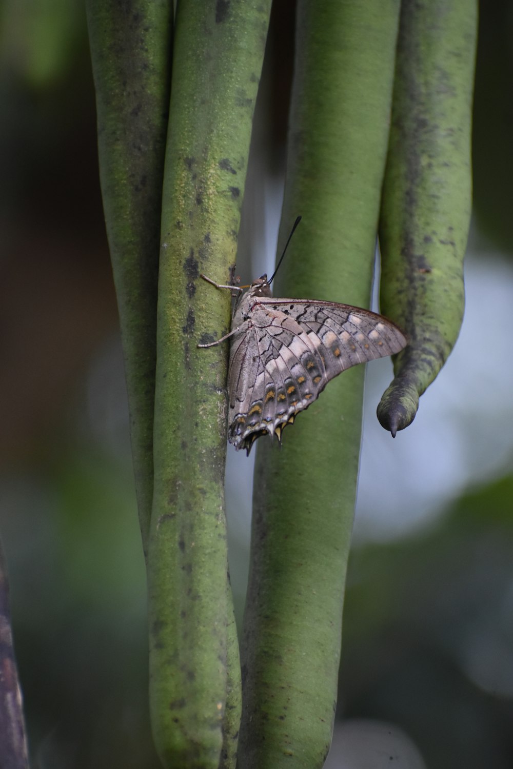 a butterfly is perched on a tree branch