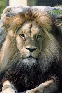 a large lion laying on top of a stone floor