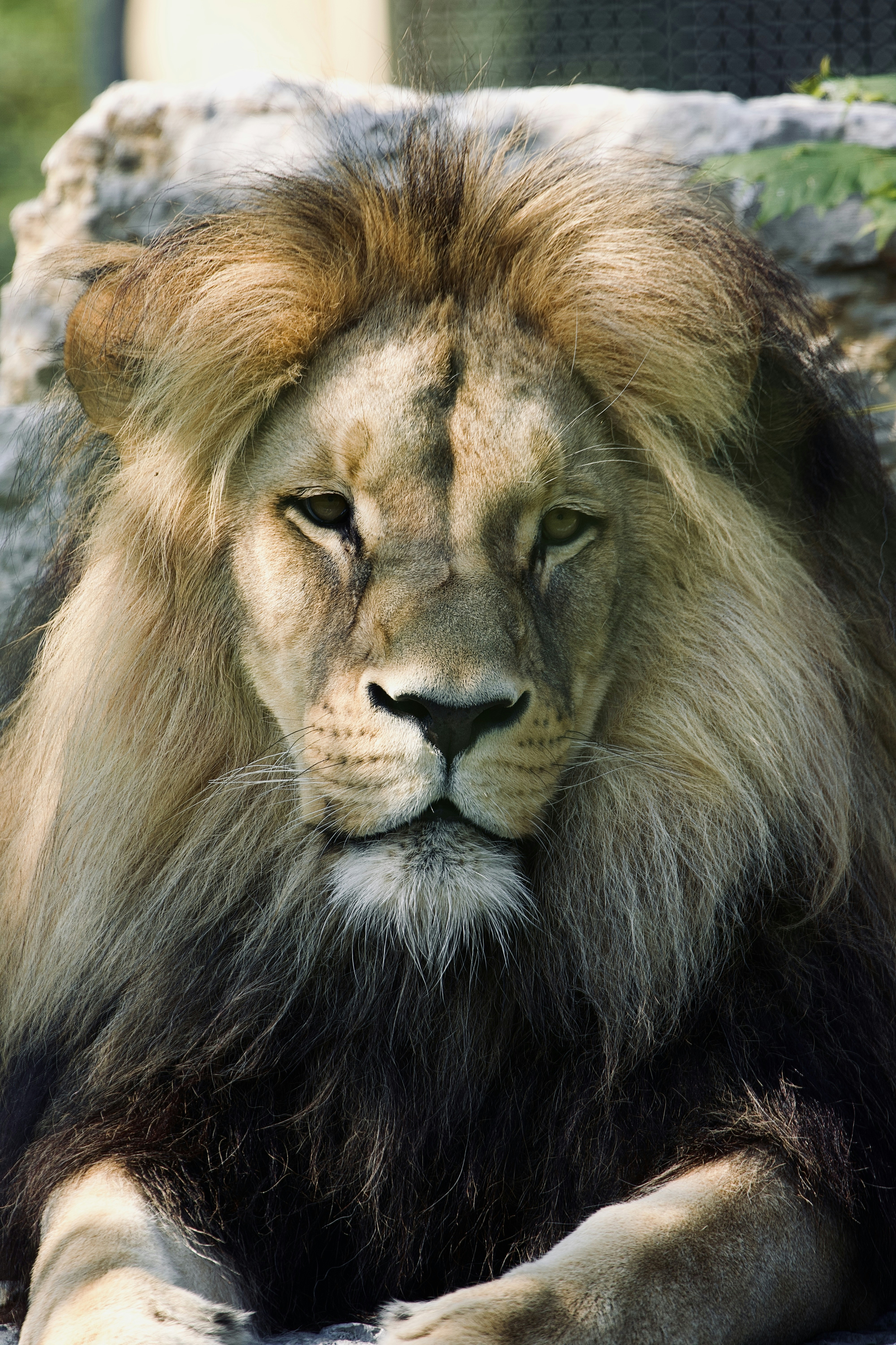 a large lion laying on top of a stone floor