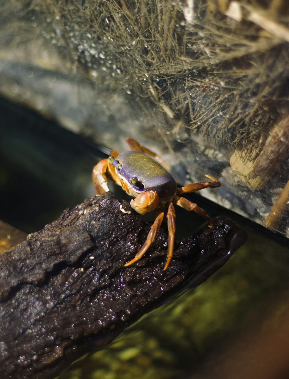 a crab sitting on top of a piece of wood