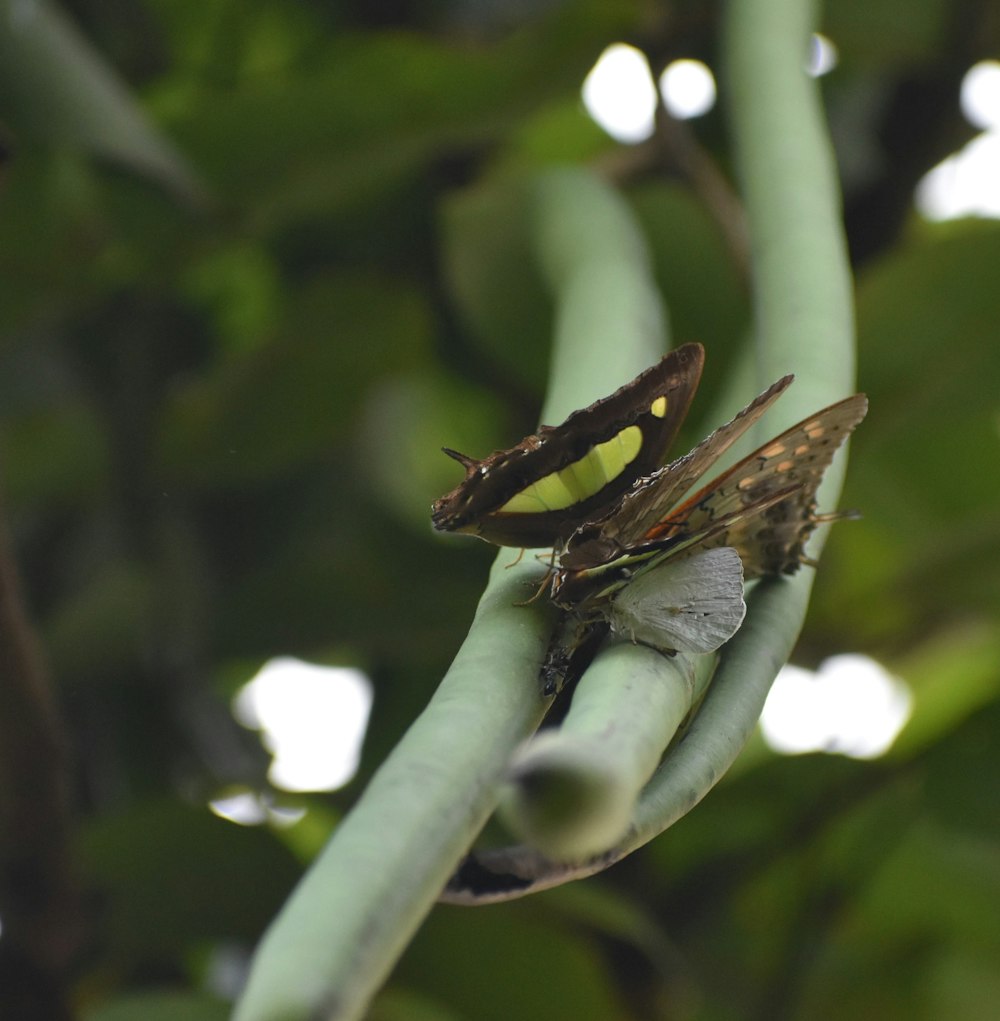 a close up of a bug on a tree branch