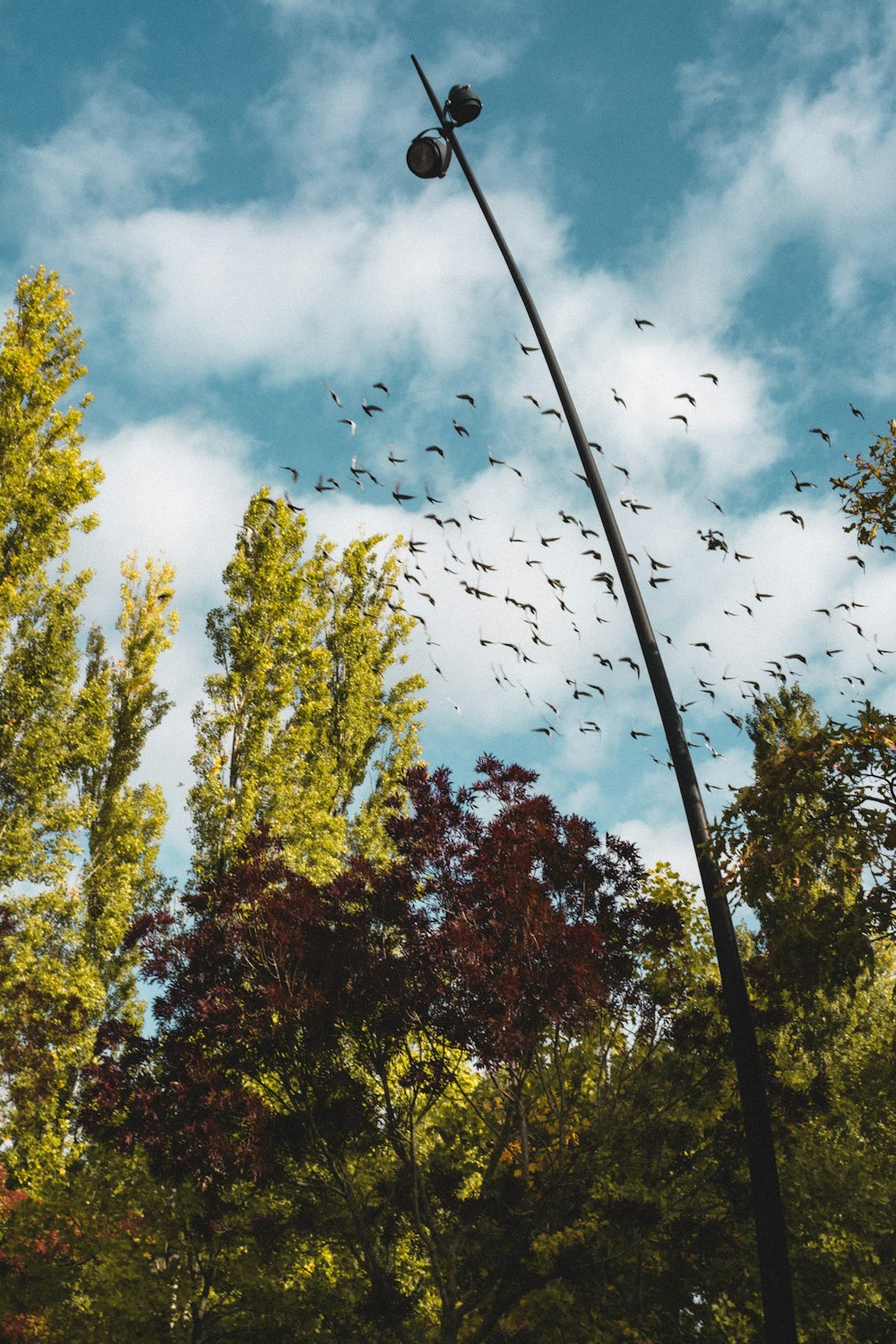 a flock of birds flying over a street light