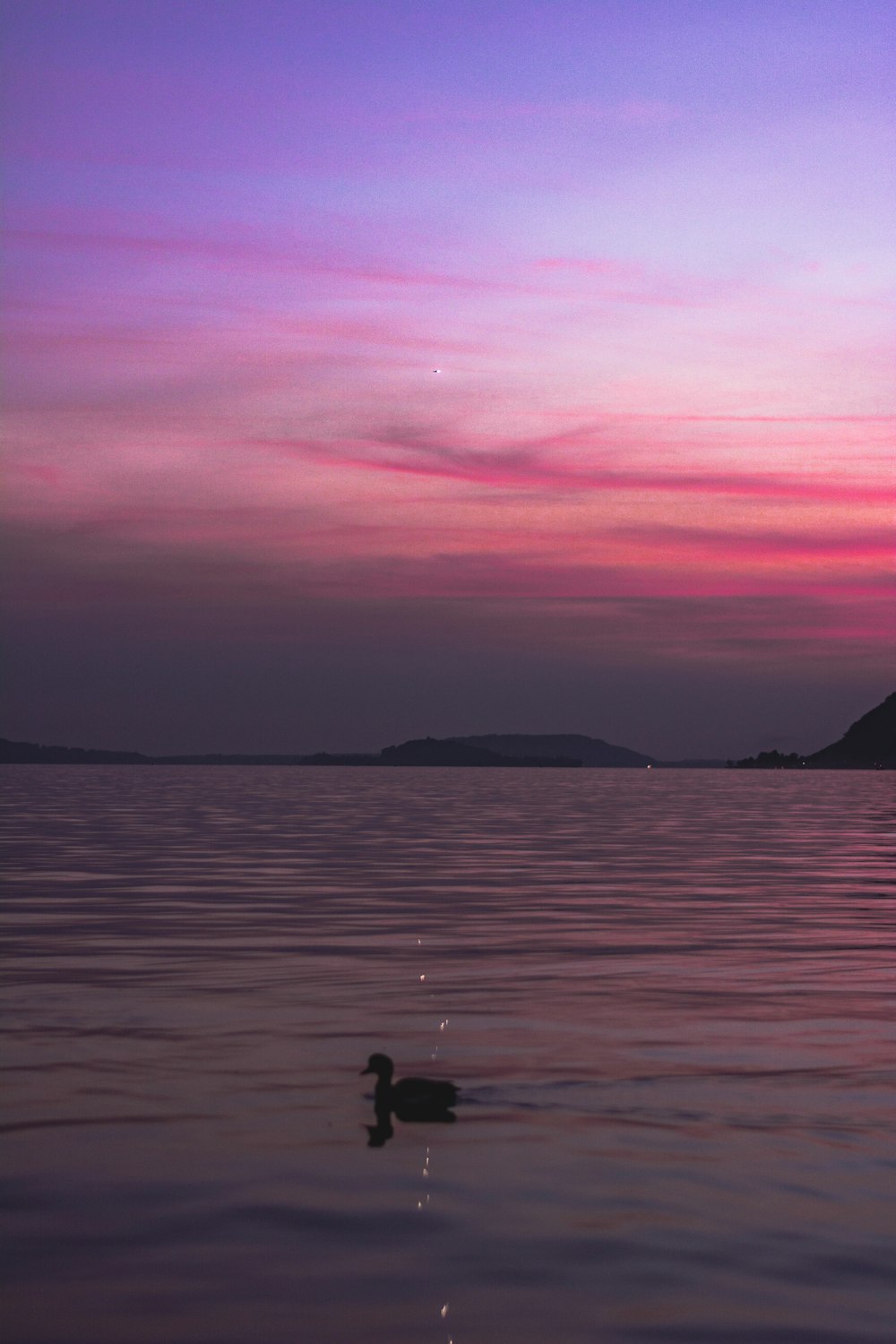 a duck swimming in the water at sunset