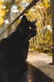 Black cat sitting attentively among autumn leaves with a calm expression.