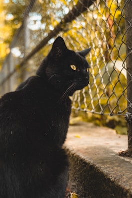 Black cat sitting attentively among autumn leaves with a calm expression.