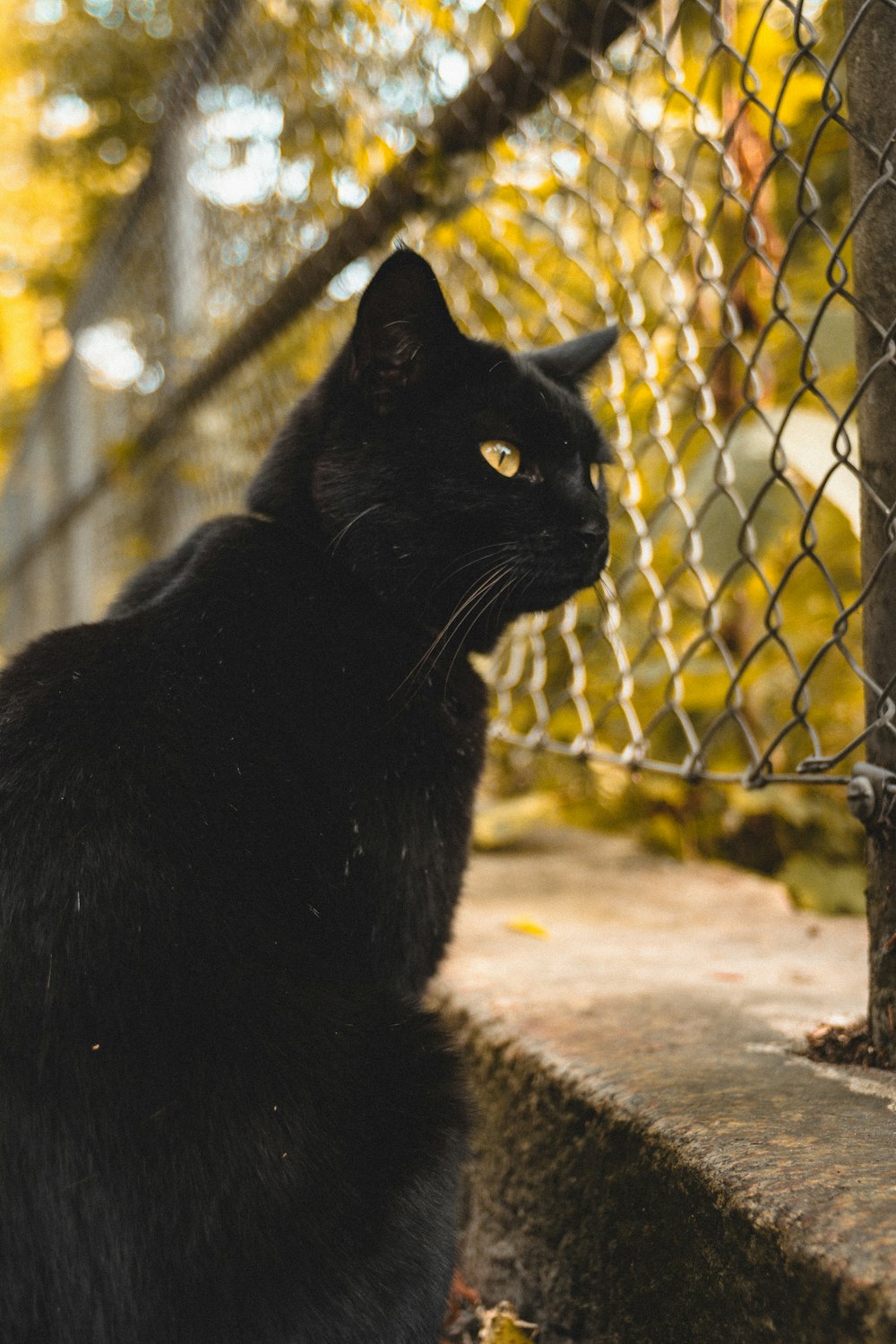 a black cat sitting on a ledge next to a chain link fence