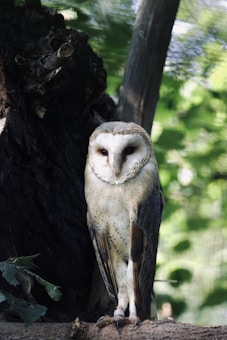 A barn owl is perched on a branch, surrounded by lush green leaves and a tree trunk. The owl has a white and speckled face with piercing dark eyes and its feathers display a mix of brown and white. Sunlight filters through the leaves, creating a serene forest atmosphere.