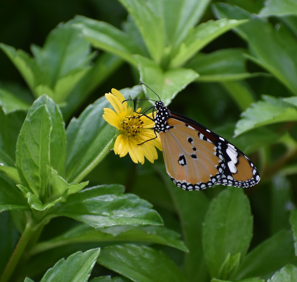 a close up of a butterfly on a flower