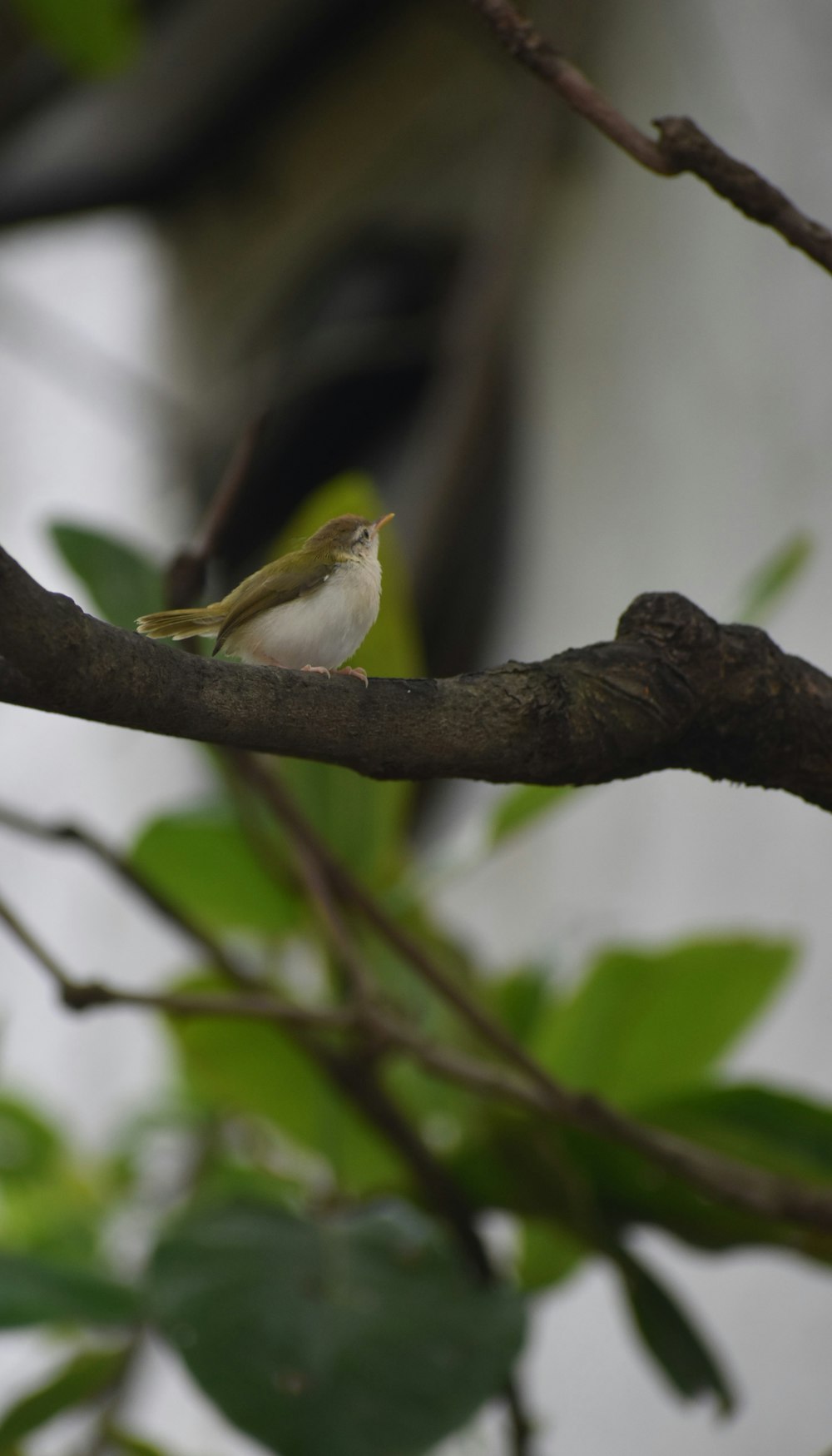 a small bird perched on a branch of a tree