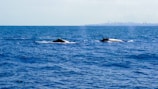 Two whales swim near the ocean's surface with a distant city skyline visible on the horizon under a clear blue sky.