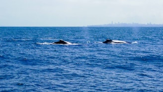 A panoramic view of the ocean with whales swimming in the distance under a clear sky.