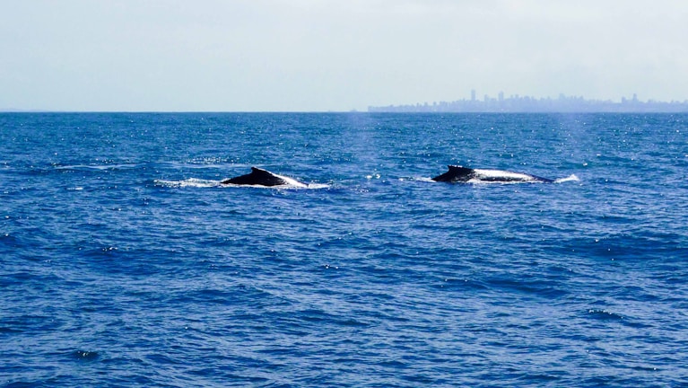 Two whales swim near the ocean's surface with a distant city skyline visible on the horizon under a clear blue sky.