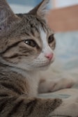 A close-up of a friendly tabby cat resting on a porch.