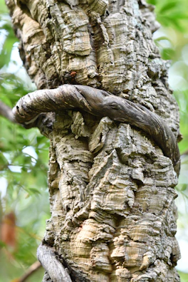 Close-up of textured forest green grapevine bark, blending nature with design