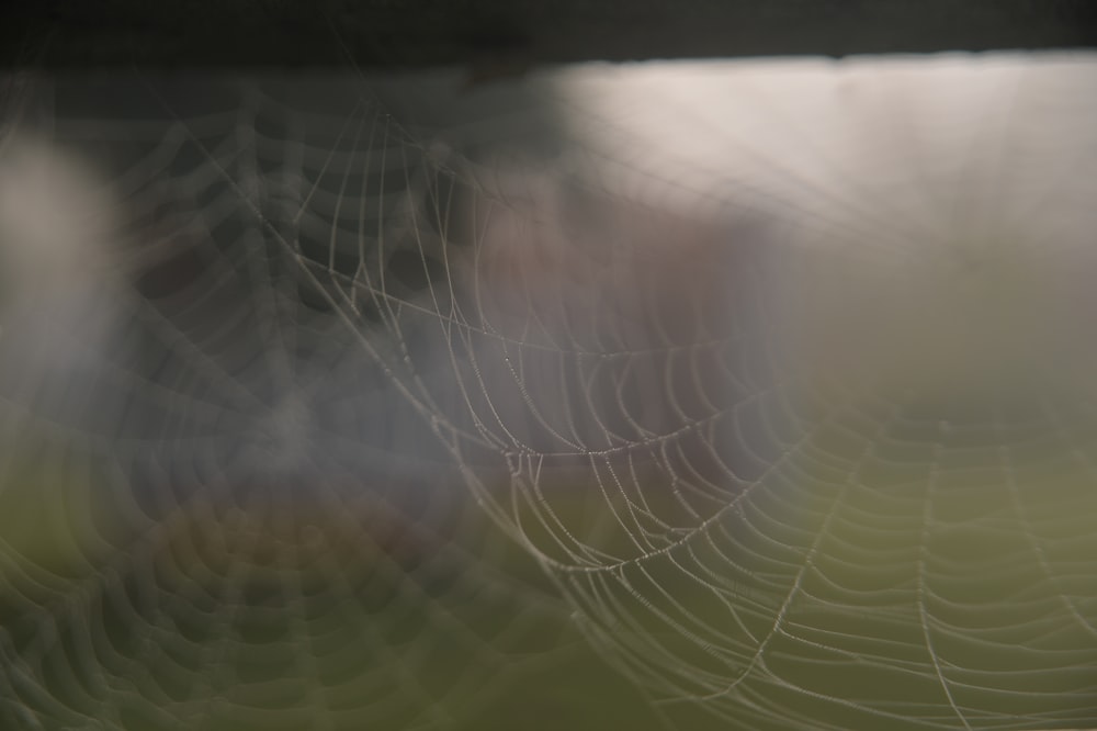 a close up of a spider web with a blurry background