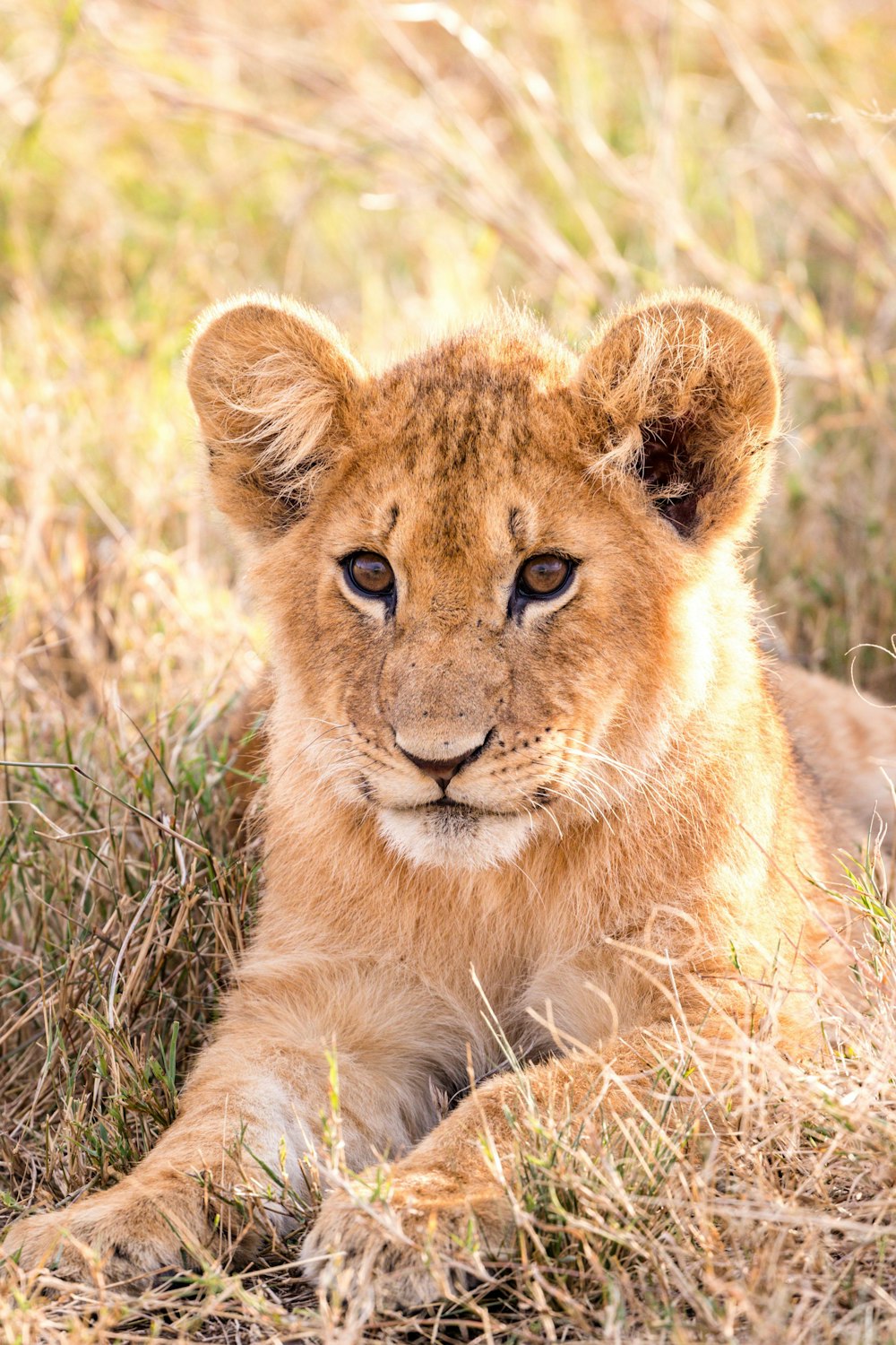 a lion cub is laying down in the grass